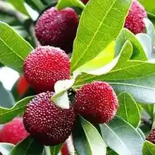 Bayberry(Waxberry)