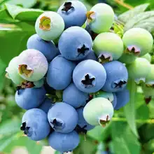 Blueberry
