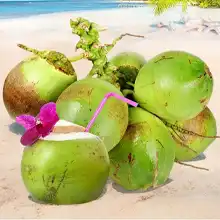 Coconut
