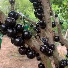 Jabuticaba