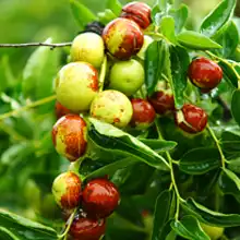 Jujube(Chinese Date)